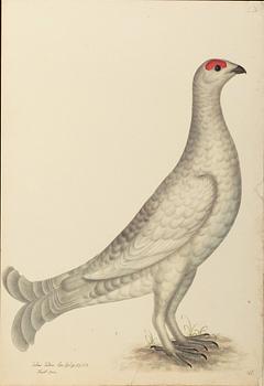 OLOF RUDBECK D.Y., "Svenska fåglar" bok + planschverk.