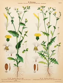 Emil Korsmo, 29 lithographic weed plates.