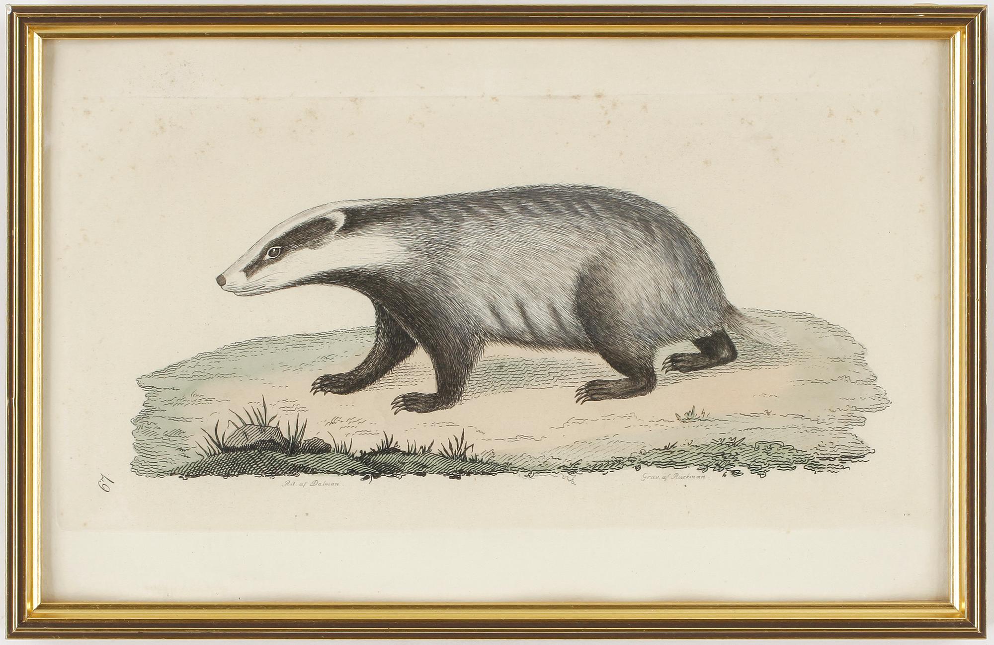 KOPPARSTICK, 26 st. Ur "Svensk Zoologi", av J W Palmstruch.