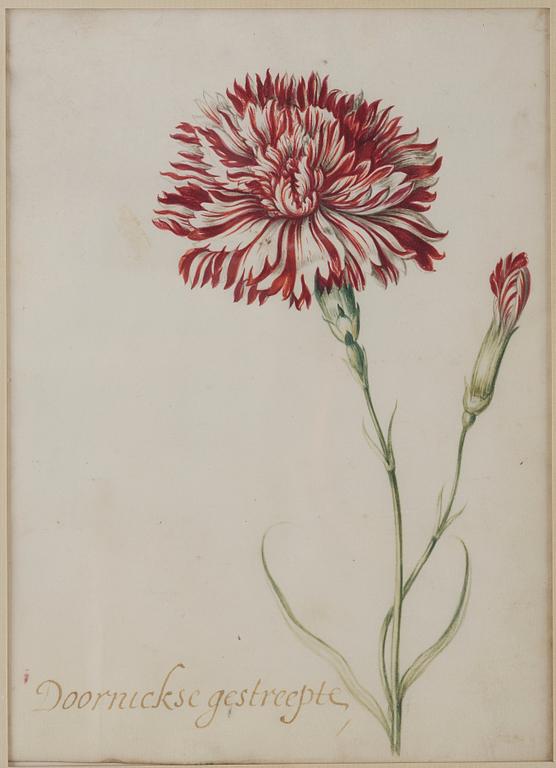 Jacob Marrel Attributed to, Study of flowers (7).