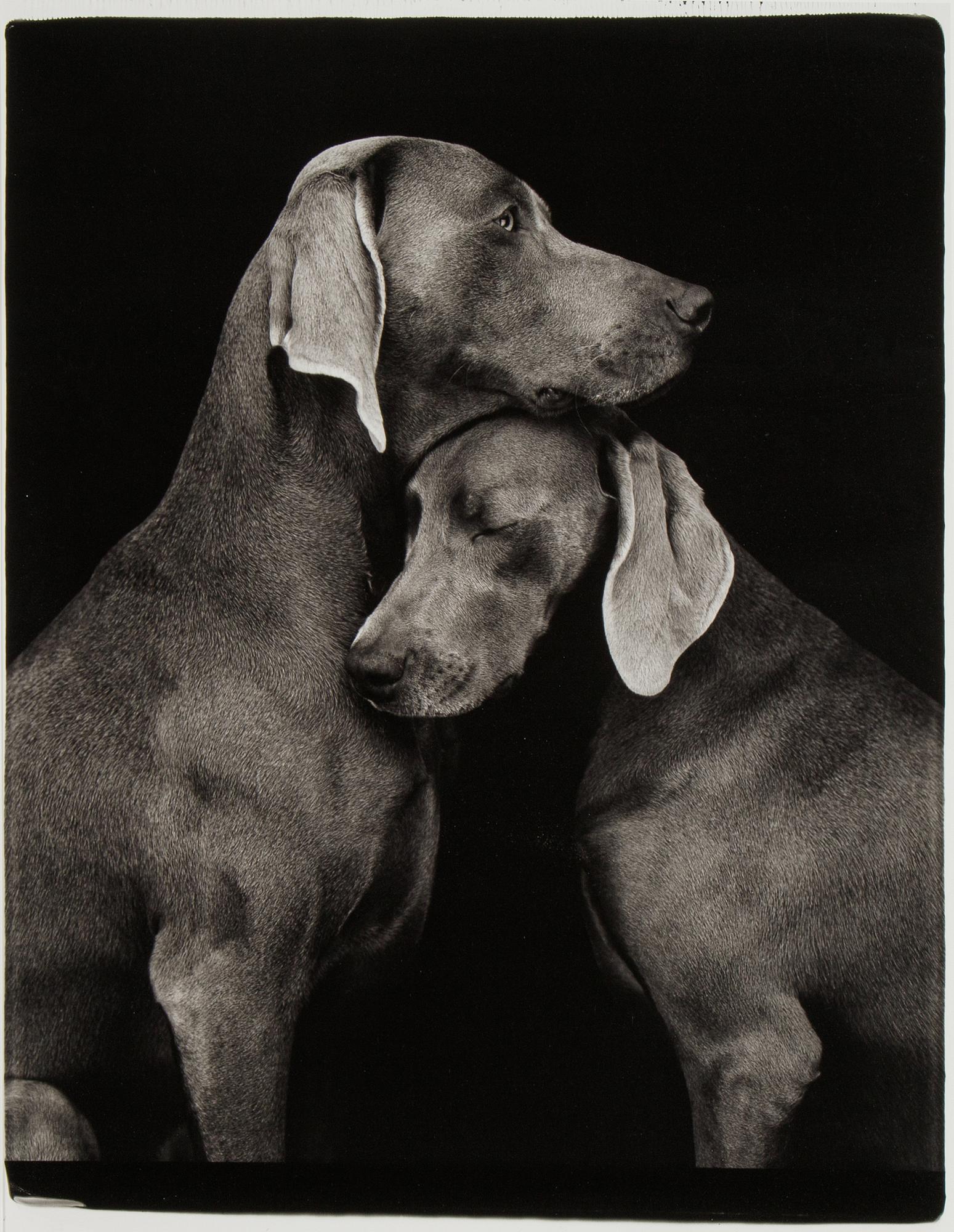 William Wegman, photo, 2009, signed 929/1500.