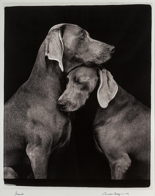 WILLIAM WEGMAN, fotografi, signerat och daterat -09.