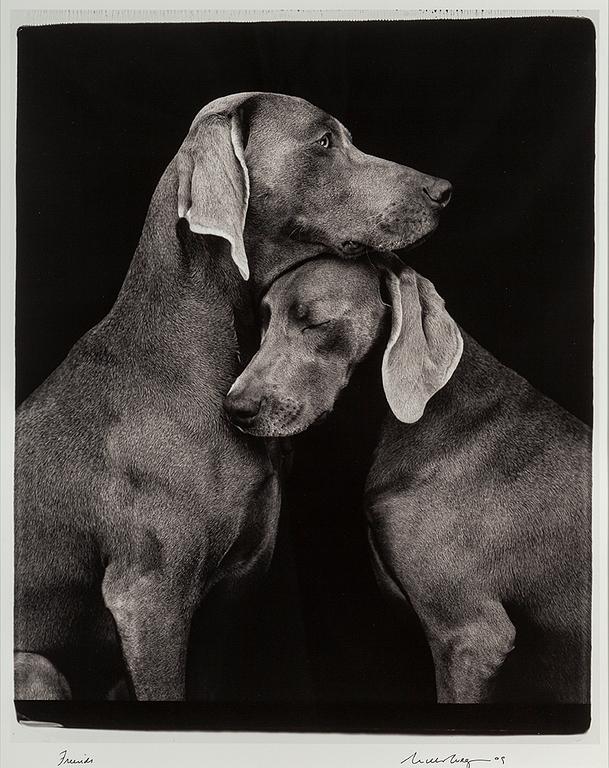 WILLIAM WEGMAN, photograph, signed and dated -09.