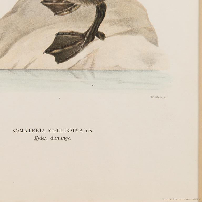 LITOGRAFIER, 5 st, efter Wilhelm von Wright och Bror Hallberg. A. Börtzell, Stockholm.