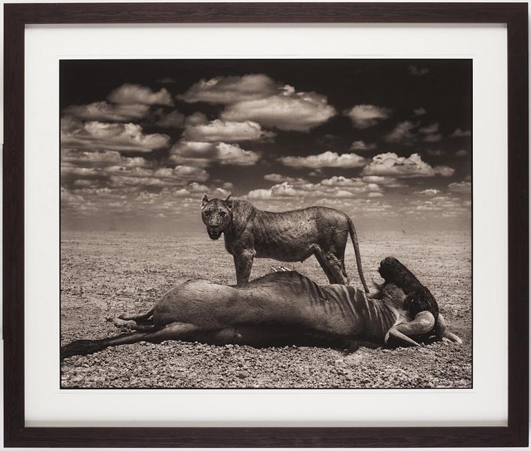 Nick Brandt, 'Lion and Wildebeest, Amboseli, 2012'.
