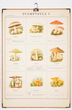 SKOLPLANSCHER, 4st, varav en litografisk plansch, bla Norstedts Förlag.